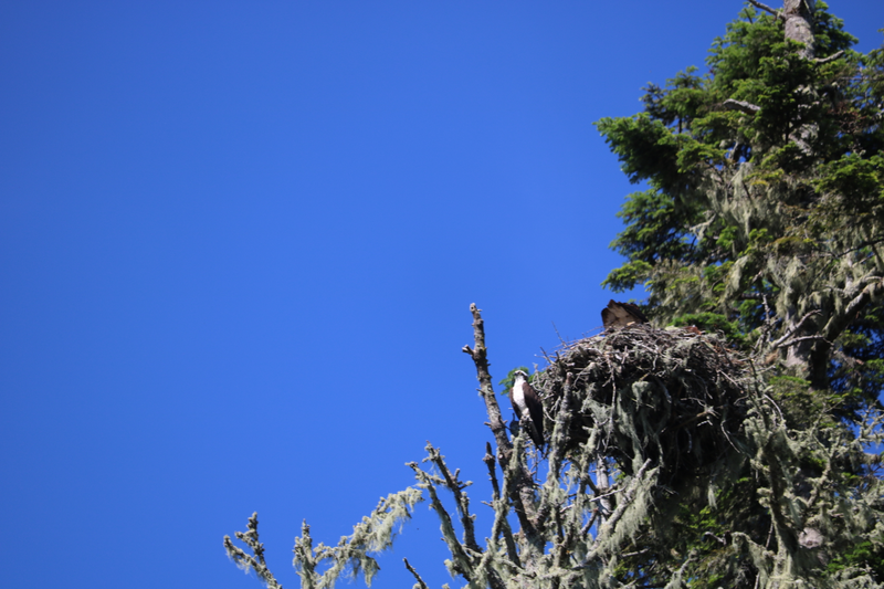 Illustration for article titled Rogue River morning post
